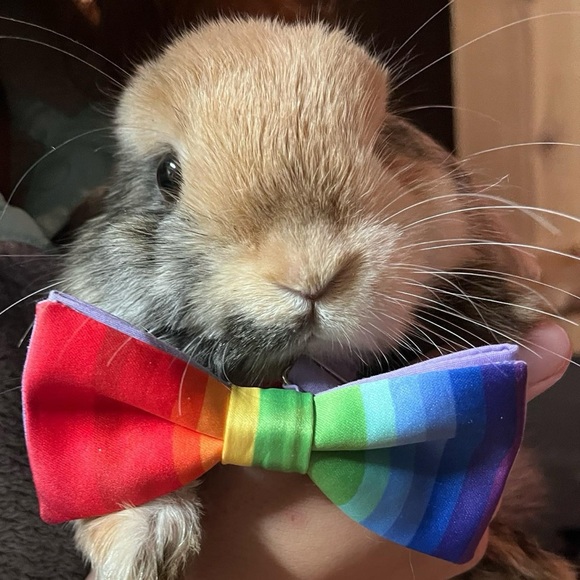 thrift_bunny24